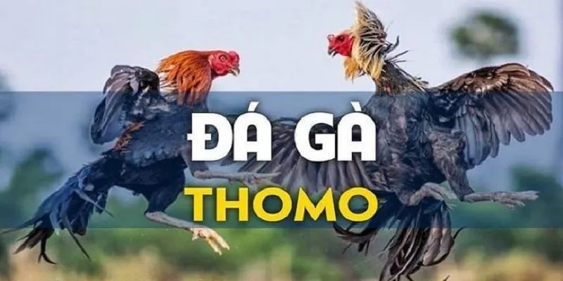 Nội dung giới thiệu về hình thức đá gà Thomo